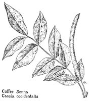 COFSENNA.PCX