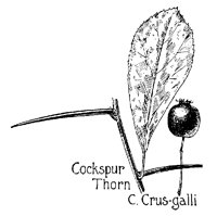 COCKSPUR.PCX