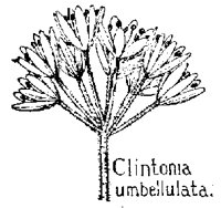 CLINTON.PCX