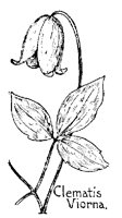CLEMATIS.PCX