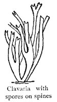 CLAVARIA.PCX