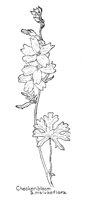 CKRBLOOM.PCX