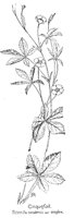 CINQFOIL.PCX