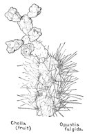 CHOLLA.PCX