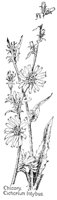 CHICORY.PCX