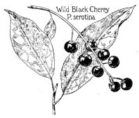 CHERRY.PCX