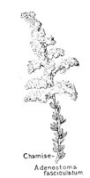 CHAMISE.PCX