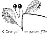 CGALLI1.PCX