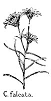 CFALCATA.PCX