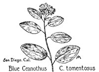 CEANOTHS.PCX
