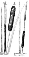 CATTAIL.PCX