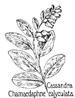 CASSNDRA.PCX