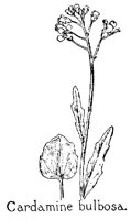 CARDAMIN.PCX