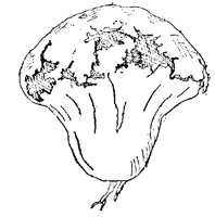 CALVATIA.PCX