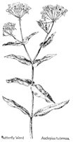 BUTTWEED.PCX