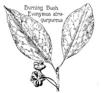 BURNBUSH.PCX