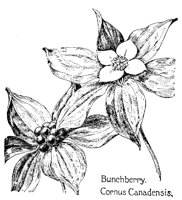 BUNCHBRY.PCX