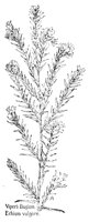 BUGLOSS.PCX