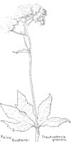 BUGBANE.PCX