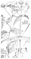 BONESET.PCX