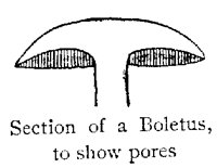BOLETUS.PCX