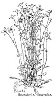 BLUETS.PCX