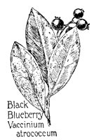 BLUBERRY.PCX