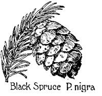 BLKSPRCE.PCX