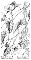 BINDWEED.PCX