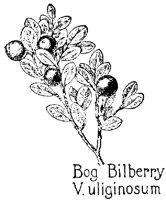BILBERRY.PCX