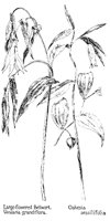 BELLWORT.PCX