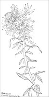 BEEPLANT.PCX