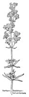 BEDSTRAW.PCX