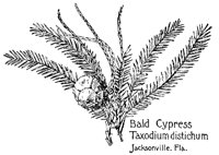 BCYPRESS.PCX