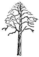 BARETREE.PCX