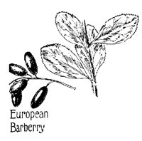 BARBERY2.PCX