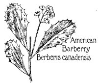 BARBERRY.PCX