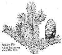 BALSMFIR.PCX