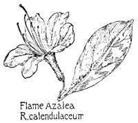 AZALEA3.PCX