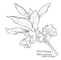 AZAELA.PCX