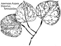 ASPEN.PCX