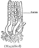 ASCUS.PCX