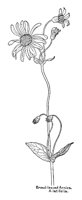 ARNICA3.PCX