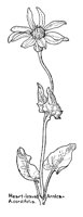 ARNICA2.PCX