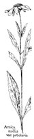 ARNICA.PCX