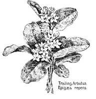 ARBUTUS.PCX