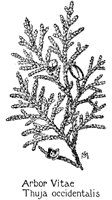 ARBORVIT.PCX