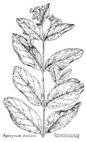 APOCYNUM.PCX