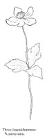 ANEMONE3.PCX