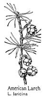 AMLARCH.PCX